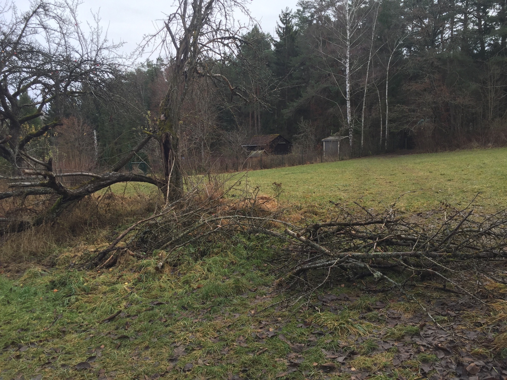 Streuobstwiese Baumschnitt